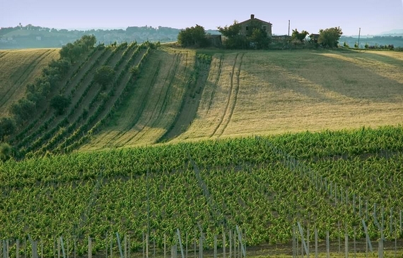 territorio verdicchio bucci 570 