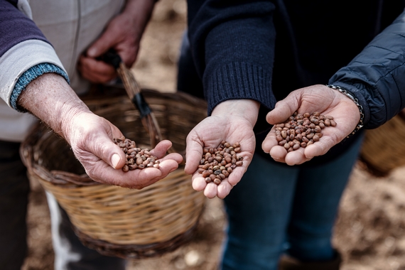 Fava Cottora Amerino Presidio Slow food ids 23