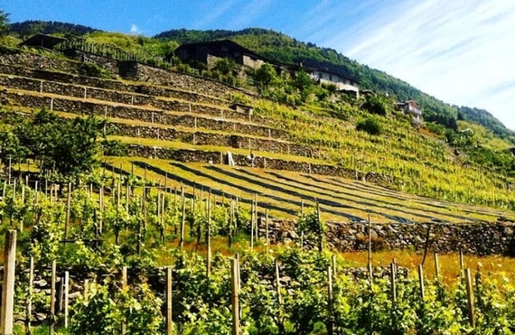 valtellina identità golose alessandro negrini vini ph giada-zamboni itin 22 570.jpg